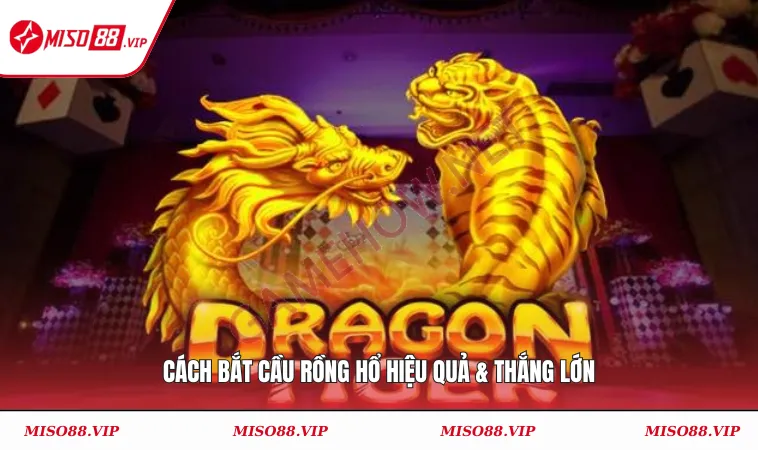 Cách bắt cầu rồng hổ hiệu quả & thắng lớn