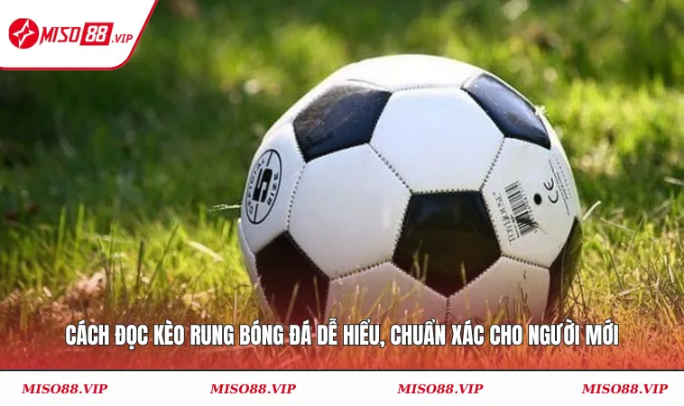 Cách đọc kèo rung bóng đá