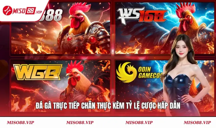 Miso88 30 Đá gà trực tiếp chân thực kèm tỷ lệ cược hấp dẫn